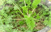 優(yōu)質(zhì)菊花種苗